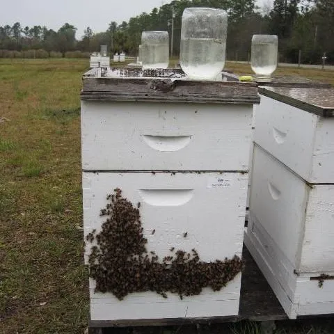 thumbnail for publication: Overwintering Honey Bee Colonies in Northern Climates